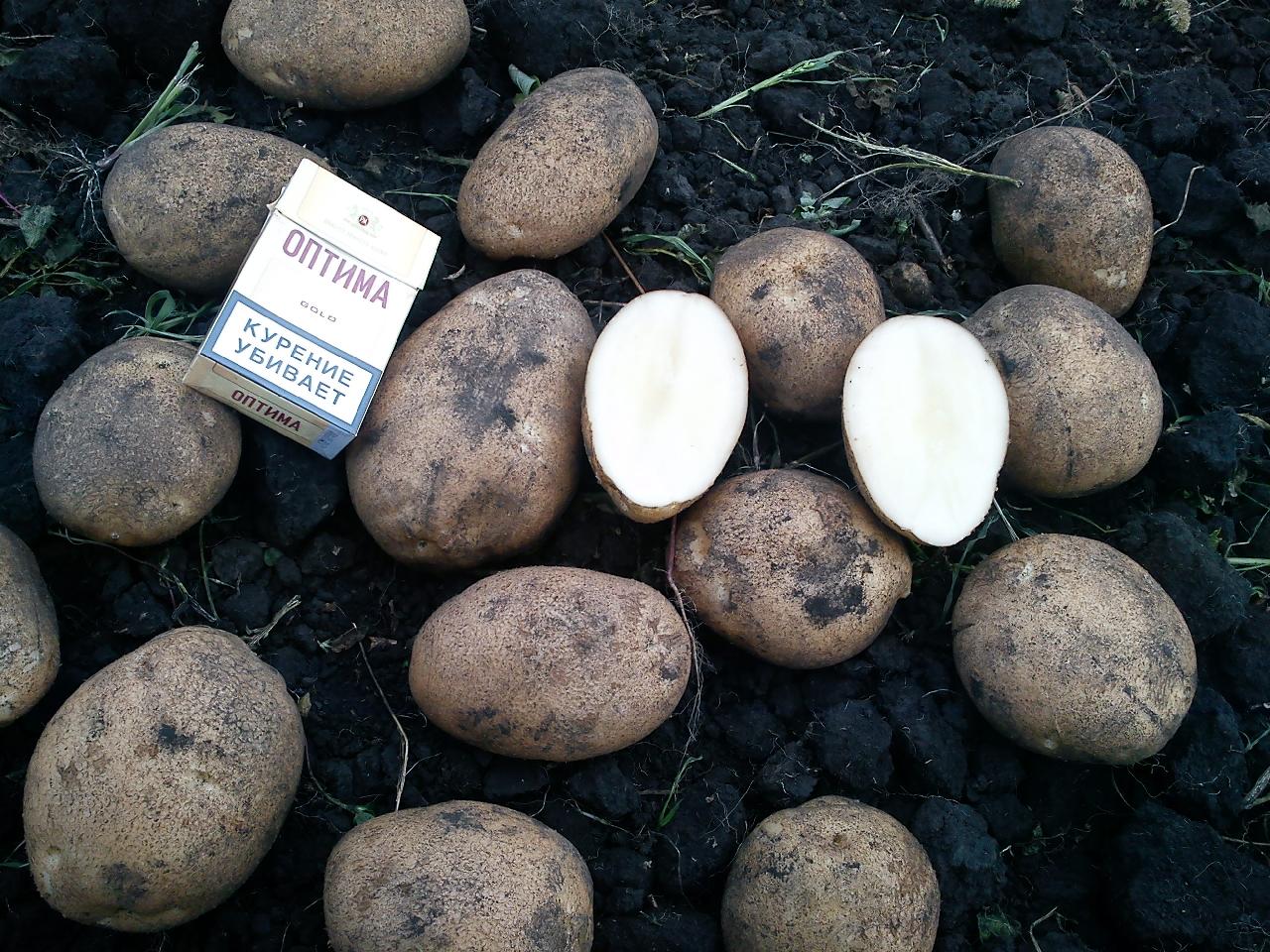 Стоимость картофеля на семена в чуваши
