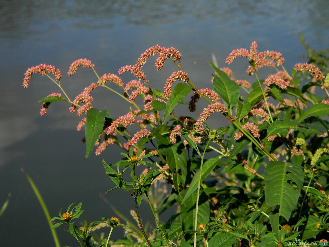 Горец перечный, водяной перец - Polygonum hydropiper l.