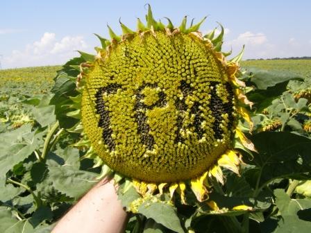 насіння соняшника Нео(107-110 дн.) толерантний до гранстару 